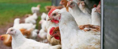  Gut health in young broilers